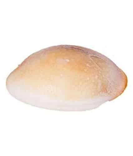 Gomti Chakra Big Shell